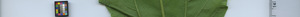 leafstrip