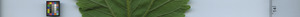 leafstrip