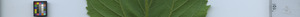 leafstrip