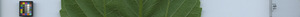 leafstrip
