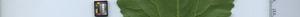 leafstrip