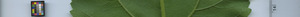 leafstrip