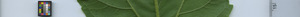 leafstrip