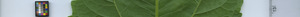 leafstrip