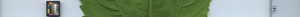 leafstrip