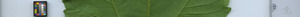 leafstrip
