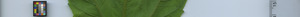 leafstrip