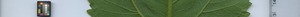leafstrip