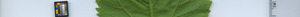 leafstrip