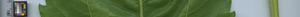 leafstrip