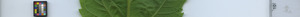 leafstrip