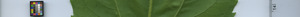 leafstrip