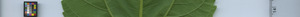 leafstrip