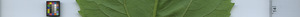 leafstrip