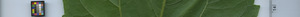leafstrip