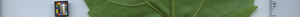 leafstrip