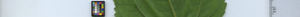 leafstrip