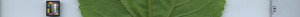 leafstrip