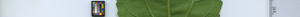 leafstrip