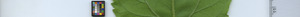 leafstrip