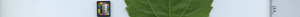 leafstrip