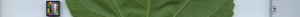 leafstrip