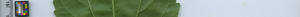 leafstrip