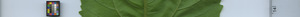leafstrip