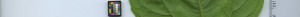 leafstrip