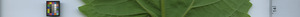 leafstrip