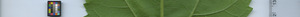 leafstrip