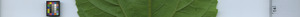 leafstrip