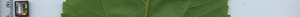 leafstrip