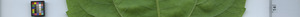 leafstrip