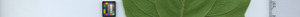 leafstrip