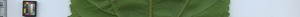 leafstrip