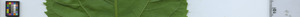 leafstrip