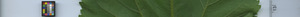 leafstrip