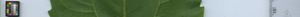 leafstrip
