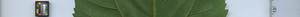 leafstrip