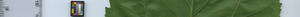 leafstrip
