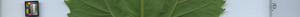 leafstrip