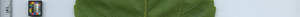 leafstrip