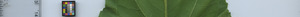leafstrip