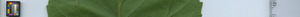 leafstrip