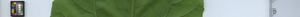 leafstrip