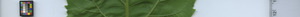 leafstrip