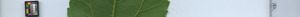 leafstrip