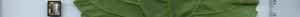 leafstrip