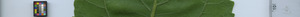 leafstrip